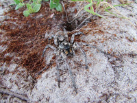 Carolina Wolf Spider (Hogna carolinensis). Photo credit: Sam Floyd, via Flickr.