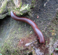 American Pinkfoot Millipede (Narceus americanus). Photo credit: Sam Floyd, via Flickr.