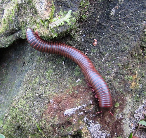 American Pinkfoot Millipede (Narceus americanus). Photo credit: Sam Floyd, via Flickr.
