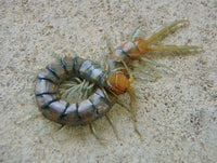 Arizona Desert Centipede (Scolopendra polymorpha). Photo credit: Sam Floyd, via Flickr.