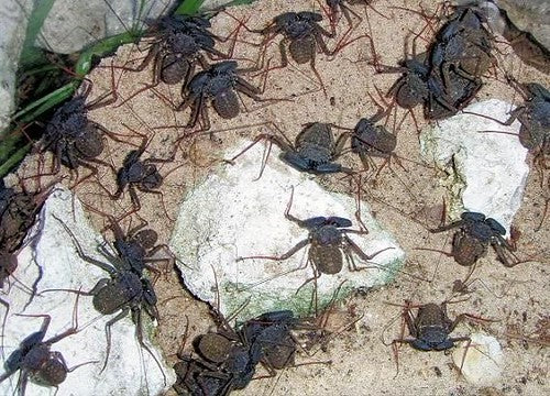 Florida Tailless Whipspider, Amblypygid (Phrynus marginemaculatus). Photo credit: Sam Floyd, via Flickr.
