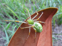 Green Lynx Spider (Peucetia viridans). Photo credit: Sam Floyd, via Flickr.