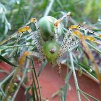 Green Lynx Spider (Peucetia viridans). Photo credit: Sam Floyd, via Flickr.