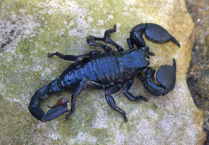Emperor Scorpion (Pandinus imperator). Photo credit: Sam Floyd, via Flickr.