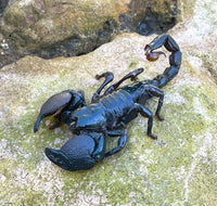 Emperor Scorpion (Pandinus imperator). Photo credit: Sam Floyd, via Flickr.