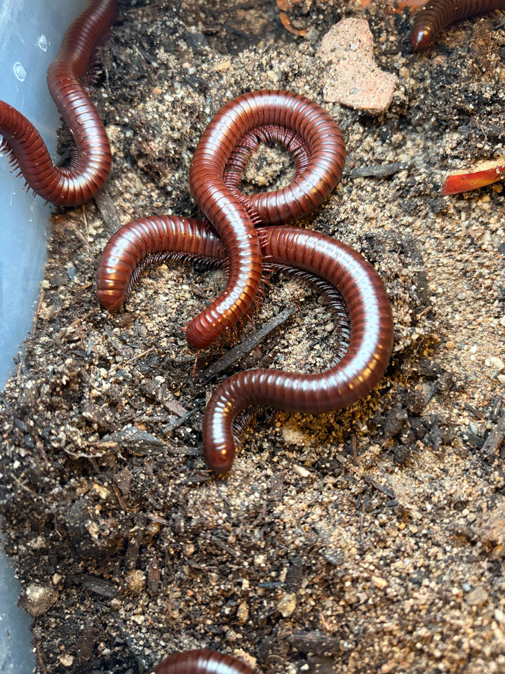 Chocolate Desert Millipede, Orthoporus ornatus, image 2
