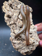 American Pinkfoot Millipede (Narceus americanus)