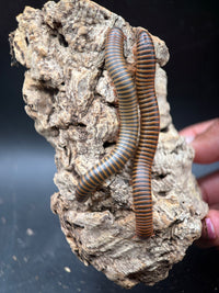 American Pinkfoot Millipede, Narceus americanus
