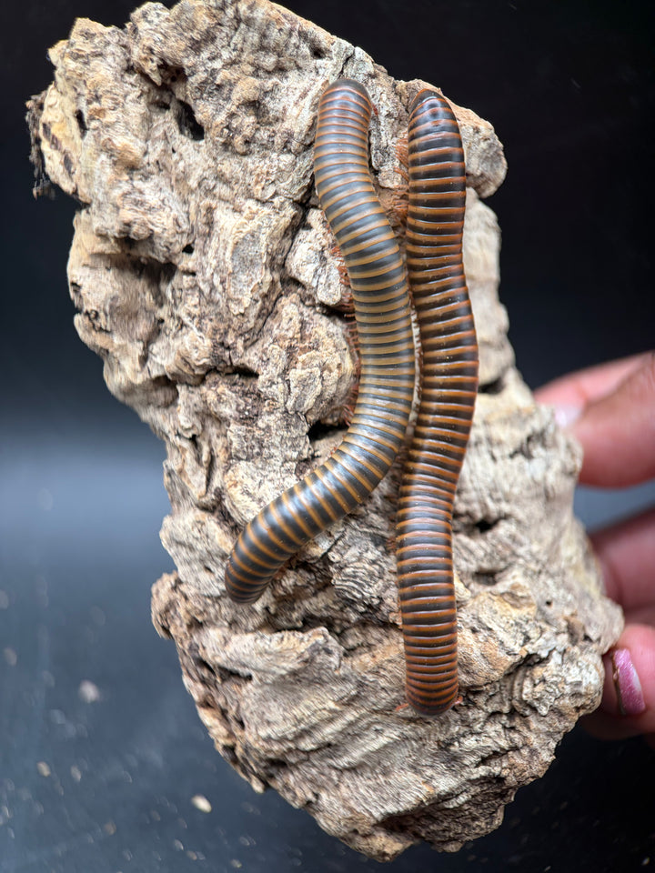 American Pinkfoot Millipede, Narceus americanus