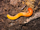 Ember Millipede (Thyropygus sp.) - 4-6 in