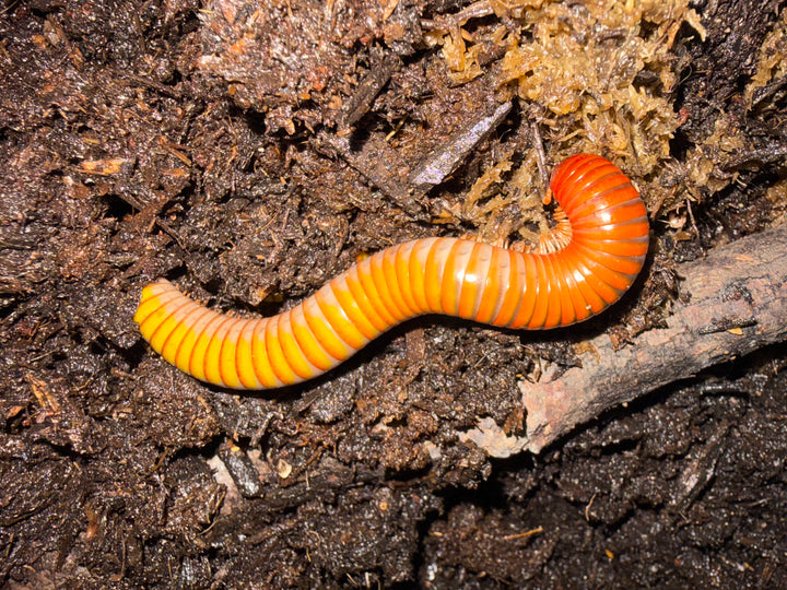 Ember Millipede, Thyropygus sp.