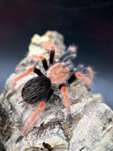 Mexican Fire Leg Tarantula (Brachypelma boehmei)