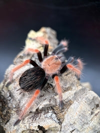 Mexican Fire Leg Tarantula, Brachypelma boehmei