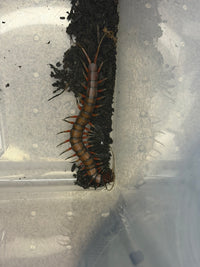 Celebes Rainbow Centipede (Scolopendra subspinipes) - 6-8 in