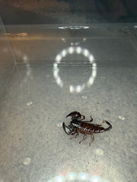 Thai Flat Rock Scorpion (Alloscorpiops sp.) - 1/2-3/4 in