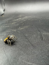 Widow Jumping Spider (Phidippus ardens) - 1/4-1/2 in