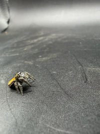 Widow Jumping Spider (Phidippus ardens) - 1/4-1/2 in
