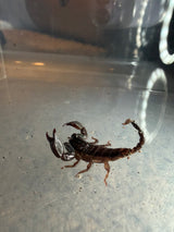 Thai Flat Rock Scorpion (Alloscorpiops sp.) - 1/2-3/4 in