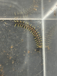 Vietnamese Black Flame Centipede (Scolopendra dehaani 'Black Flame') - 2 in