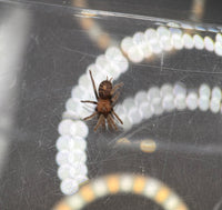 Guatemalan Tiger Rump Tarantula, Davus pentaloris, image 2