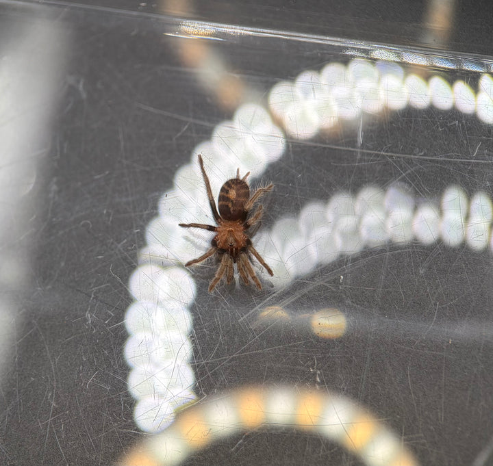 Guatemalan Tiger Rump Tarantula, Davus pentaloris, image 2
