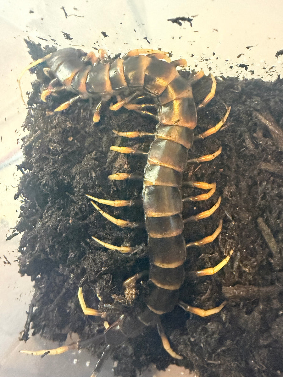 Lava Centipede, Scolopendra subspinipes 'Piceoflava', image 3