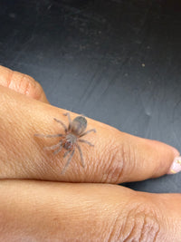 Brazilian Blue Tarantula (Lasiocyano sazimai) - 1/4 in