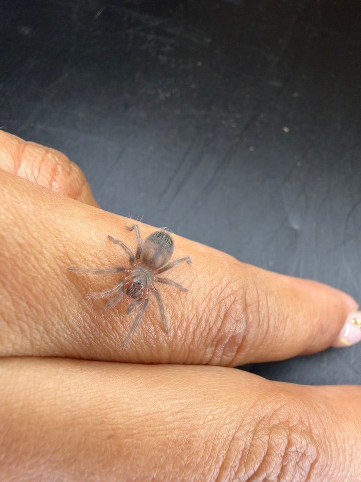 Brazilian Blue Tarantula, Lasiocyano sazimai, image 2