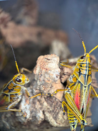 Eastern Lubber Grasshopper (Romalea microptera) - 2.5-3.5 in