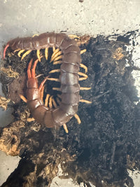 Vietnamese Yellow Leg Centipede (Scolopendra dehaani) - 7-9 in