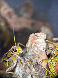 Eastern Lubber Grasshopper (Romalea microptera) - 2.5-3.5 in