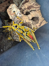 Eastern Lubber Grasshopper (Romalea microptera) - 2.5-3.5 in