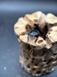 Blue Side Warrior Beetle (Pasimachus subsulcatus) - 1-1.25 in