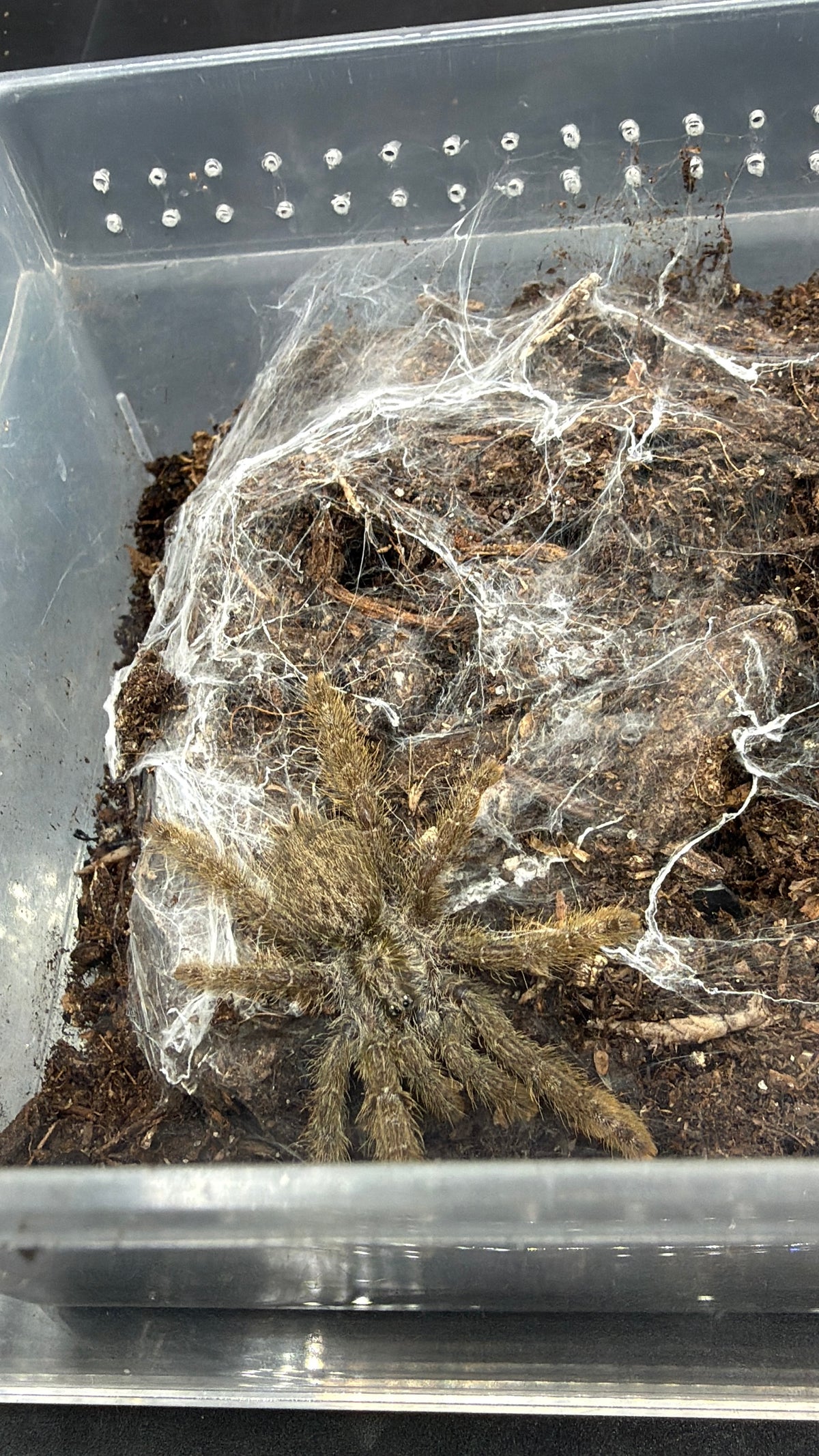 Ornamental Baboon Tarantula, Heteroscodra maculata