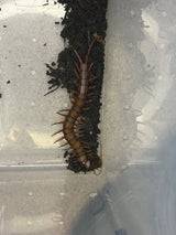 Celebes Rainbow Centipede (Scolopendra subspinipes) - 6-8 in