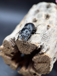 Blue Side Warrior Beetle (Pasimachus subsulcatus) - 1-1.25 in
