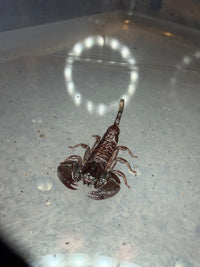 Thai Flat Rock Scorpion (Alloscorpiops sp.) - 1/2-3/4 in