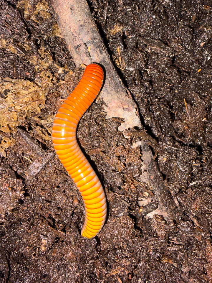 Ember Millipede, Thyropygus sp., image 2