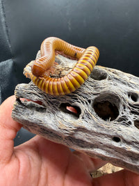 Texas Gold Millipede (Orthoporus ornatus) - 4-6 in