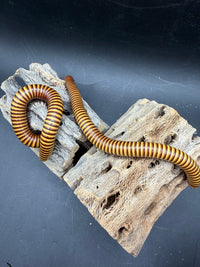 Texas Gold Millipede (Orthoporus ornatus) - 4-6 in