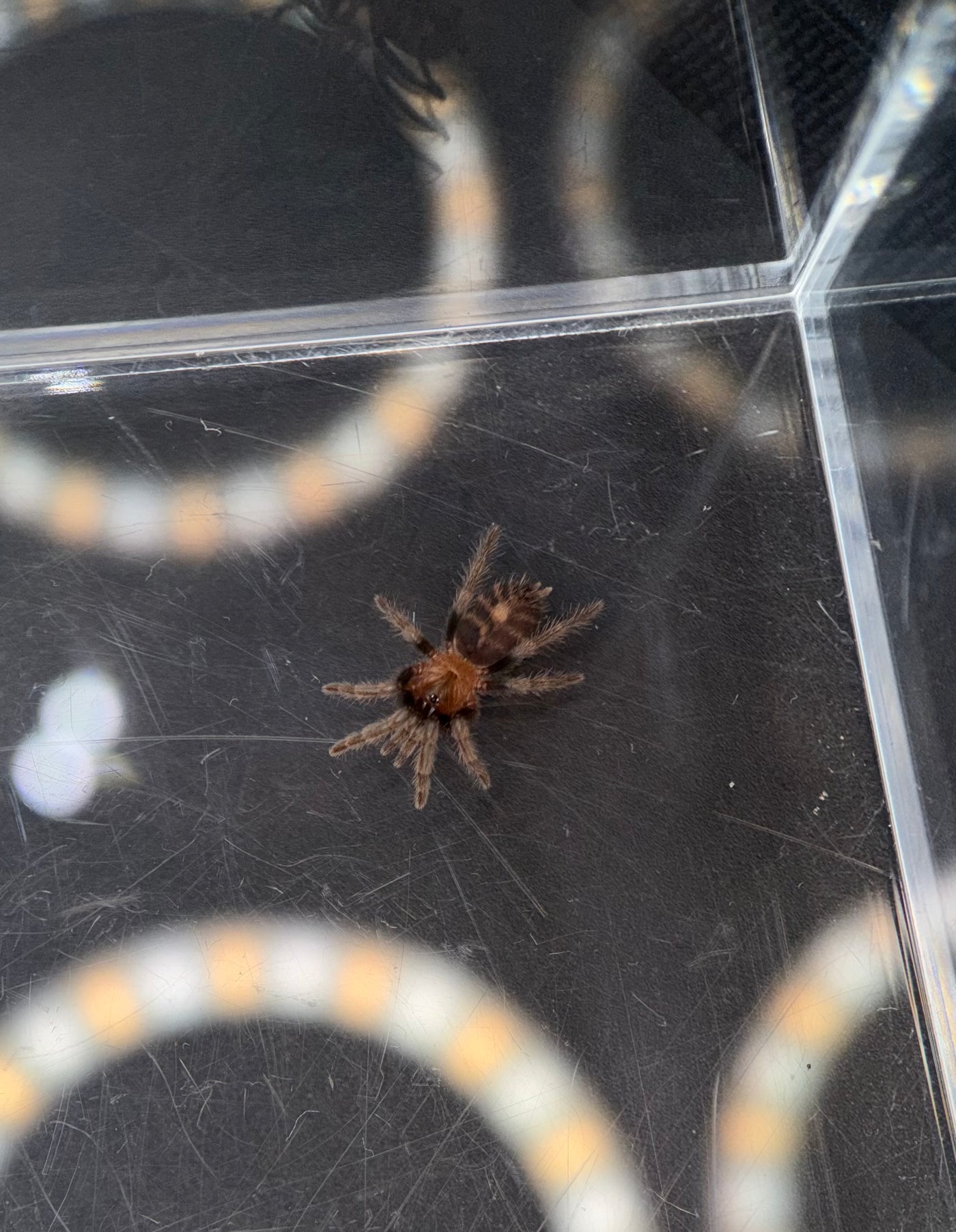 Guatemalan Tiger Rump Tarantula, Davus pentaloris