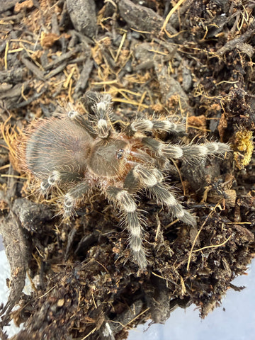 Brazilian White Knee Tarantula, Acanthoscurria geniculata, image 2