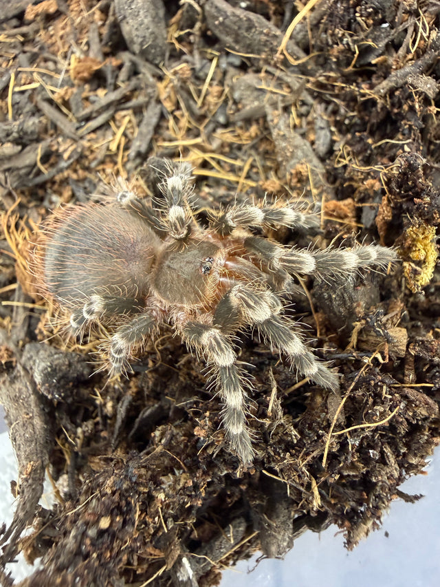Brazilian White Knee Tarantula (Acanthoscurria geniculata)