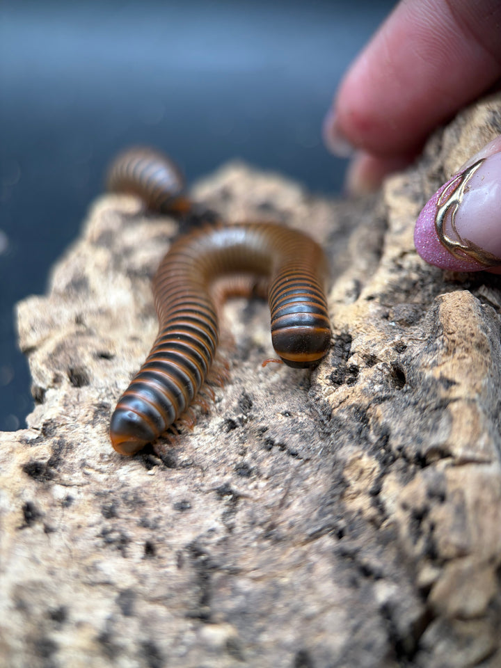 American Pinkfoot Millipede, Narceus americanus, image 2