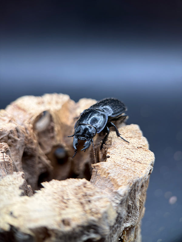 Blue Side Warrior Beetle, Pasimachus subsulcatus