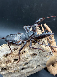 Texas Giant Vinegaroon (Mastigoproctus giganteus) - 2-3 in