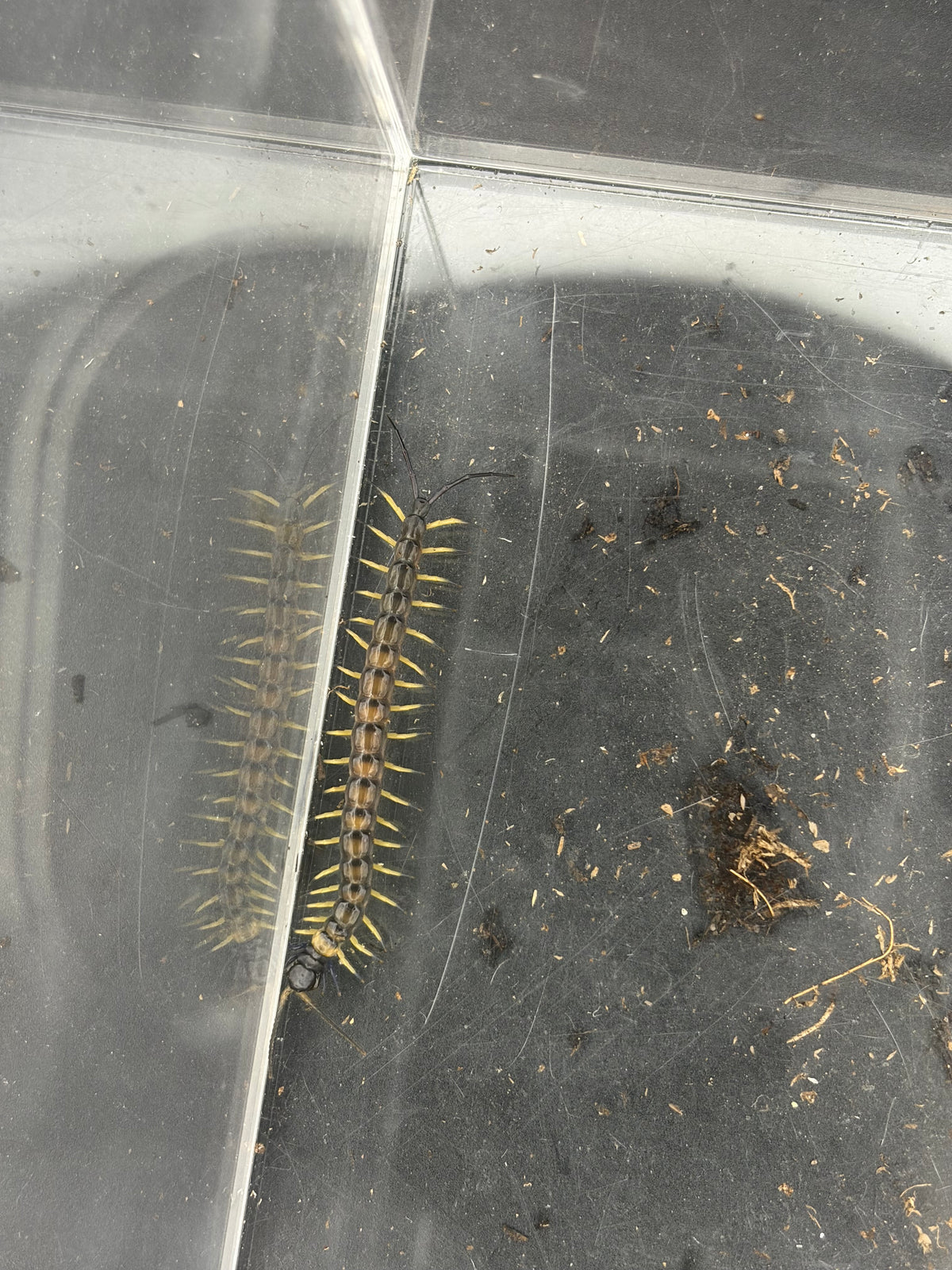 Vietnamese Black Flame Centipede (Scolopendra dehaani 'Black Flame')