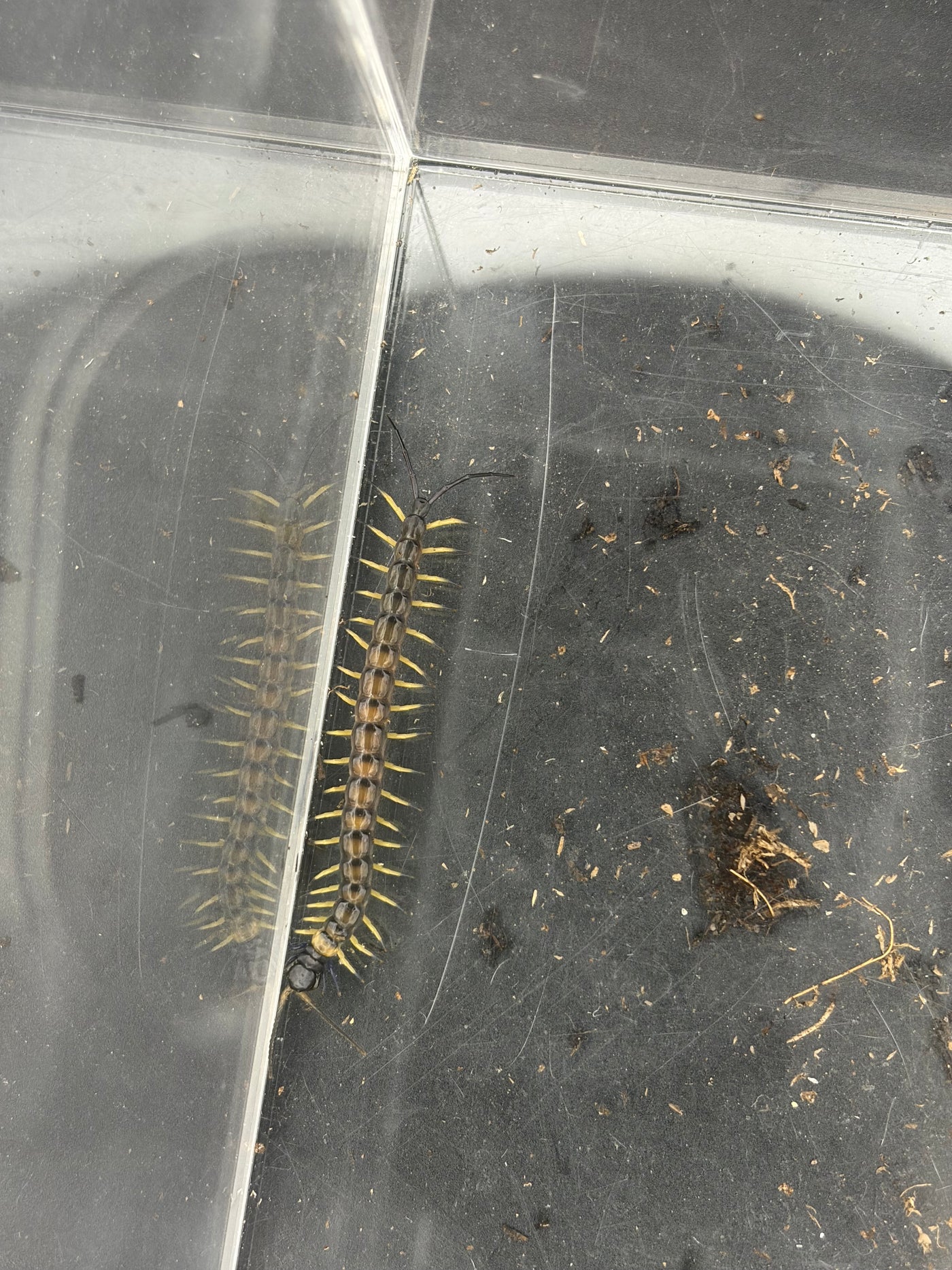 Vietnamese Black Flame Centipede (Scolopendra dehaani 'Black Flame') - 2 in