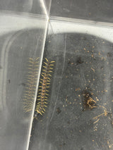 Vietnamese Black Flame Centipede (Scolopendra dehaani 'Black Flame') - 2 in