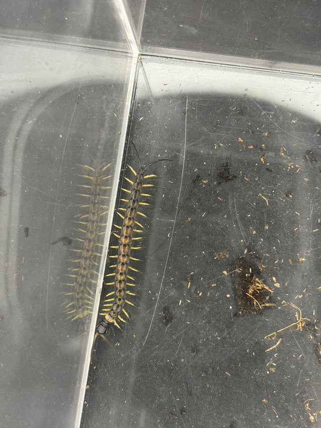 Vietnamese Black Flame Centipede (Scolopendra dehaani 'Black Flame')